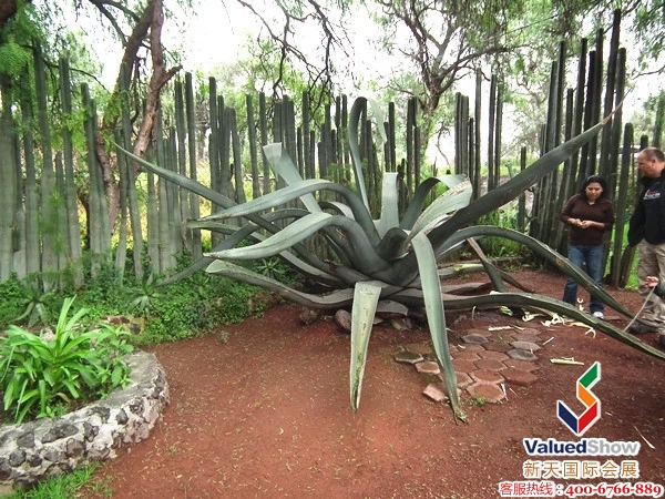 龙舌兰与仙人掌都是在墨西哥最常见抵植物